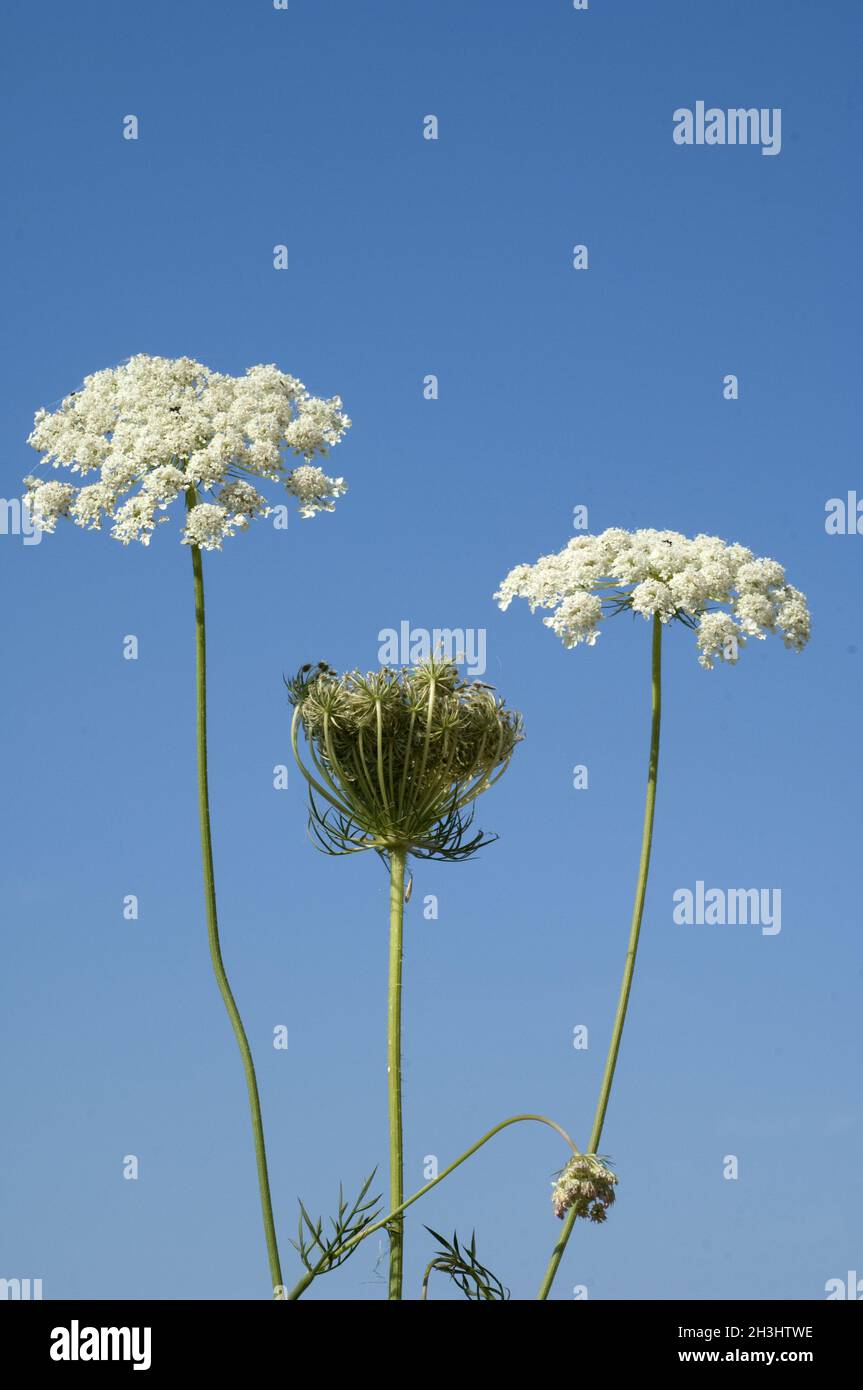 Wilde, Moehre; Bluete; Blueten; Daucus Carota;; Foto Stock