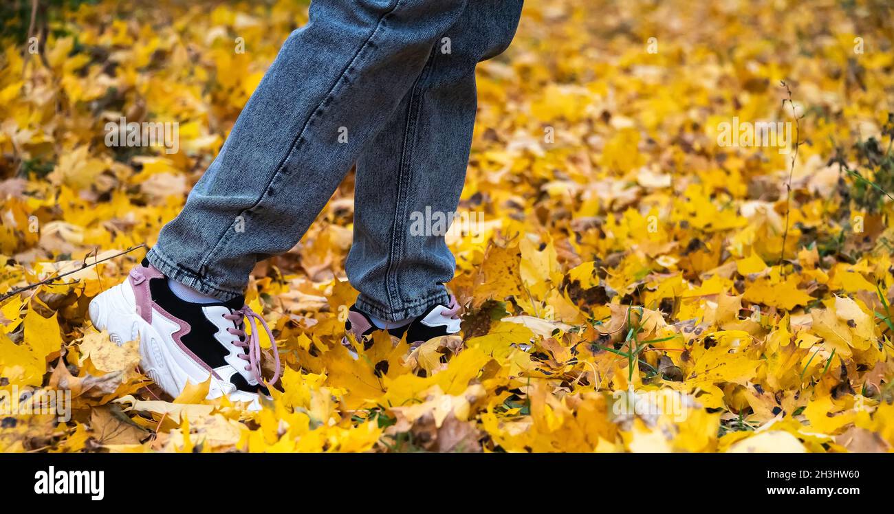 i piedi delle donne nelle sneakers fanno un passo sulle foglie di acero giallo caduto. Foto Stock