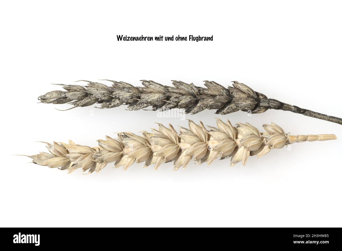 Flight di grano; malato; orecchio; malato; orecchie; Fly blight; grano; Ustilago; tritici; Foto Stock