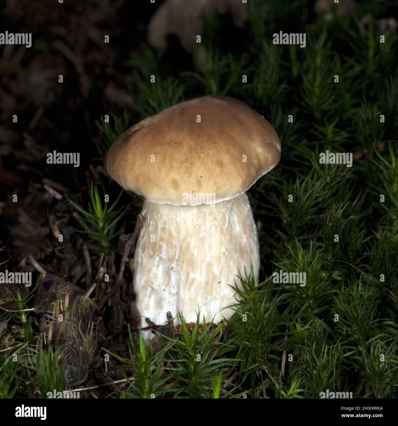 Porcini; Boleto, edulis; Foto Stock