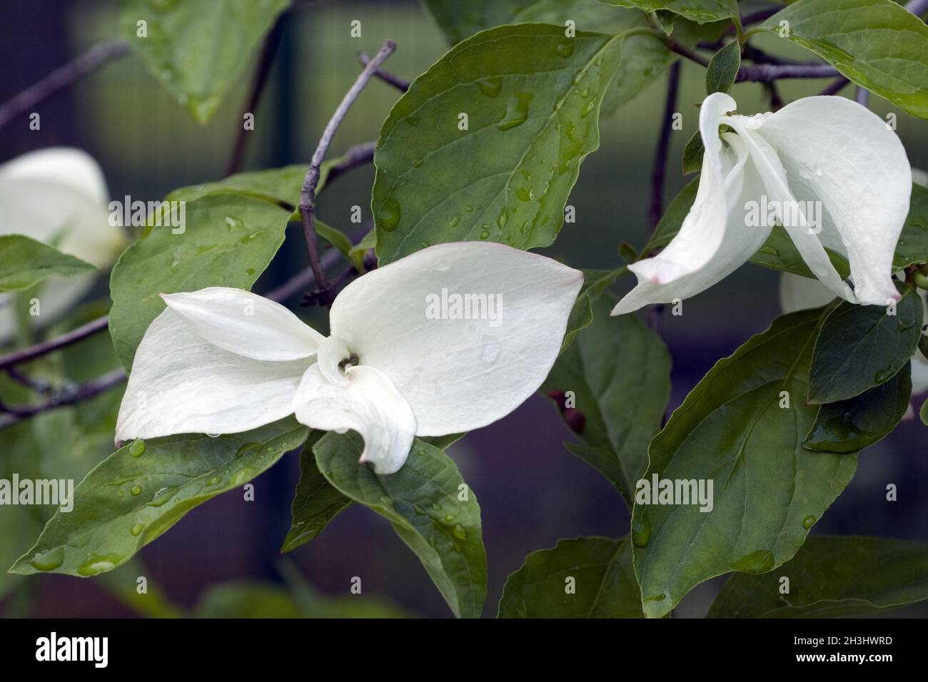 Fioritura Dogwoods, Eddies, Bianco, meraviglia, Foto Stock