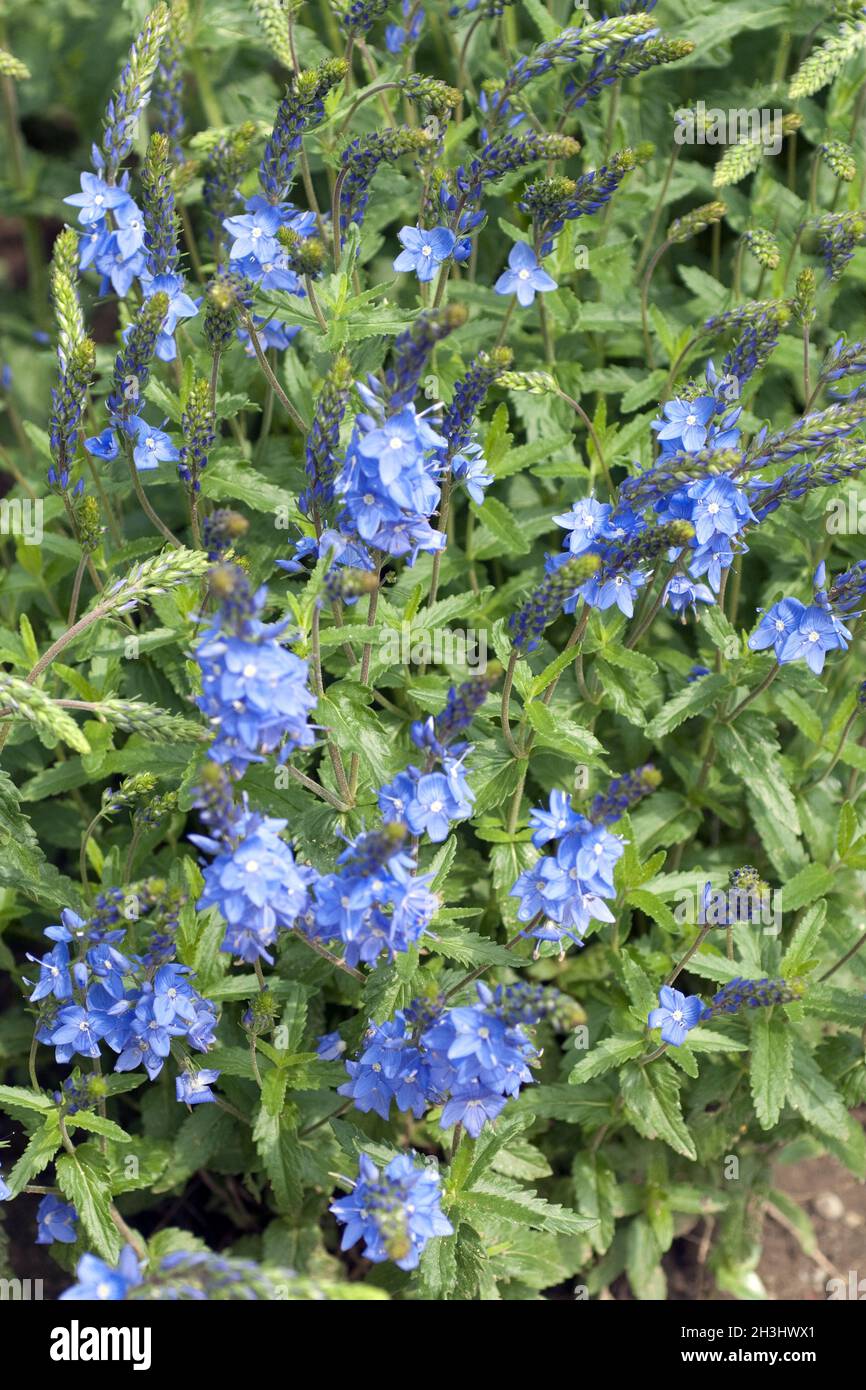 Grande, Speedwell, Diana, Foto Stock