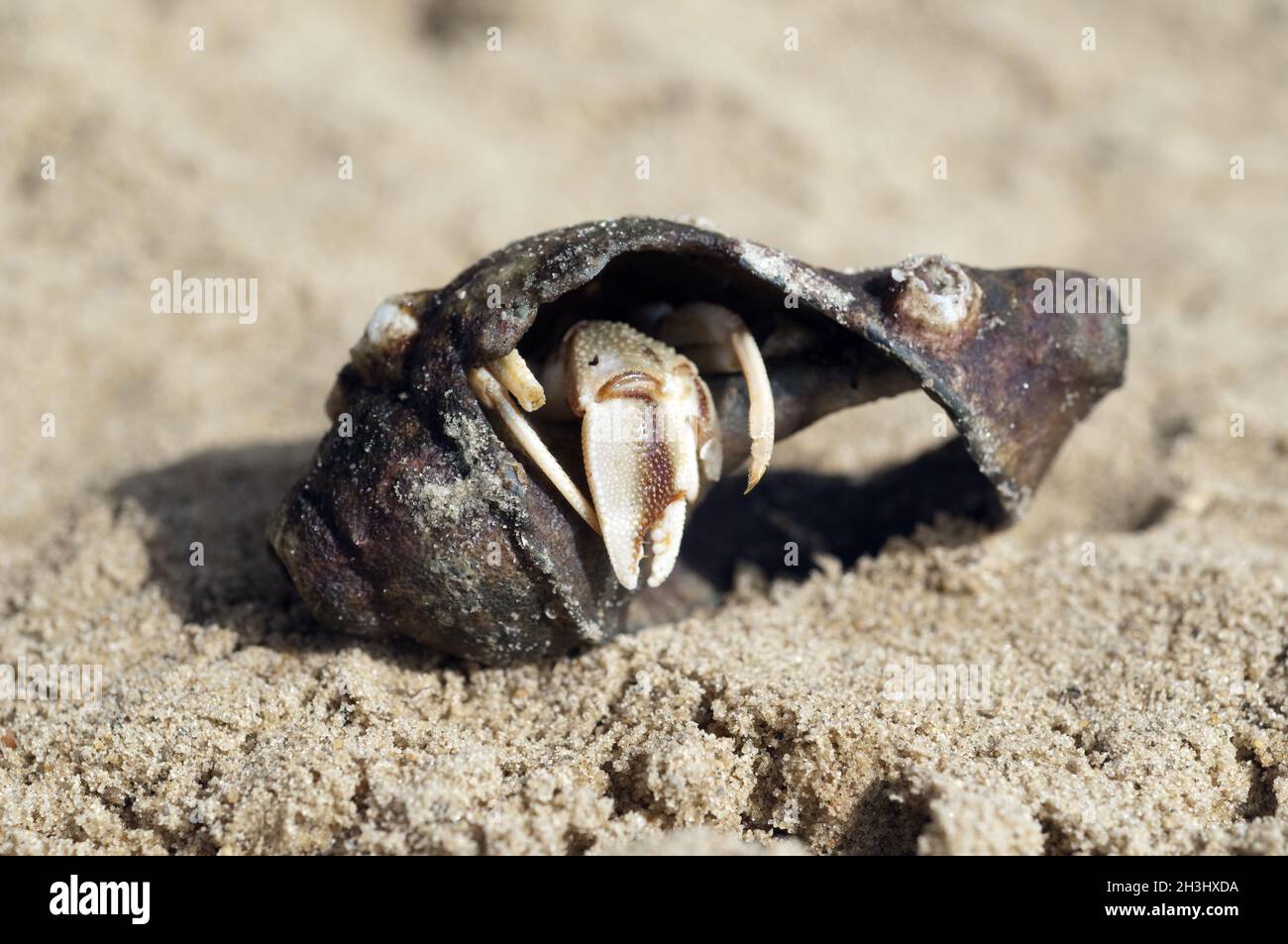 Granchio eremita, pagurus, bernhardus, Foto Stock