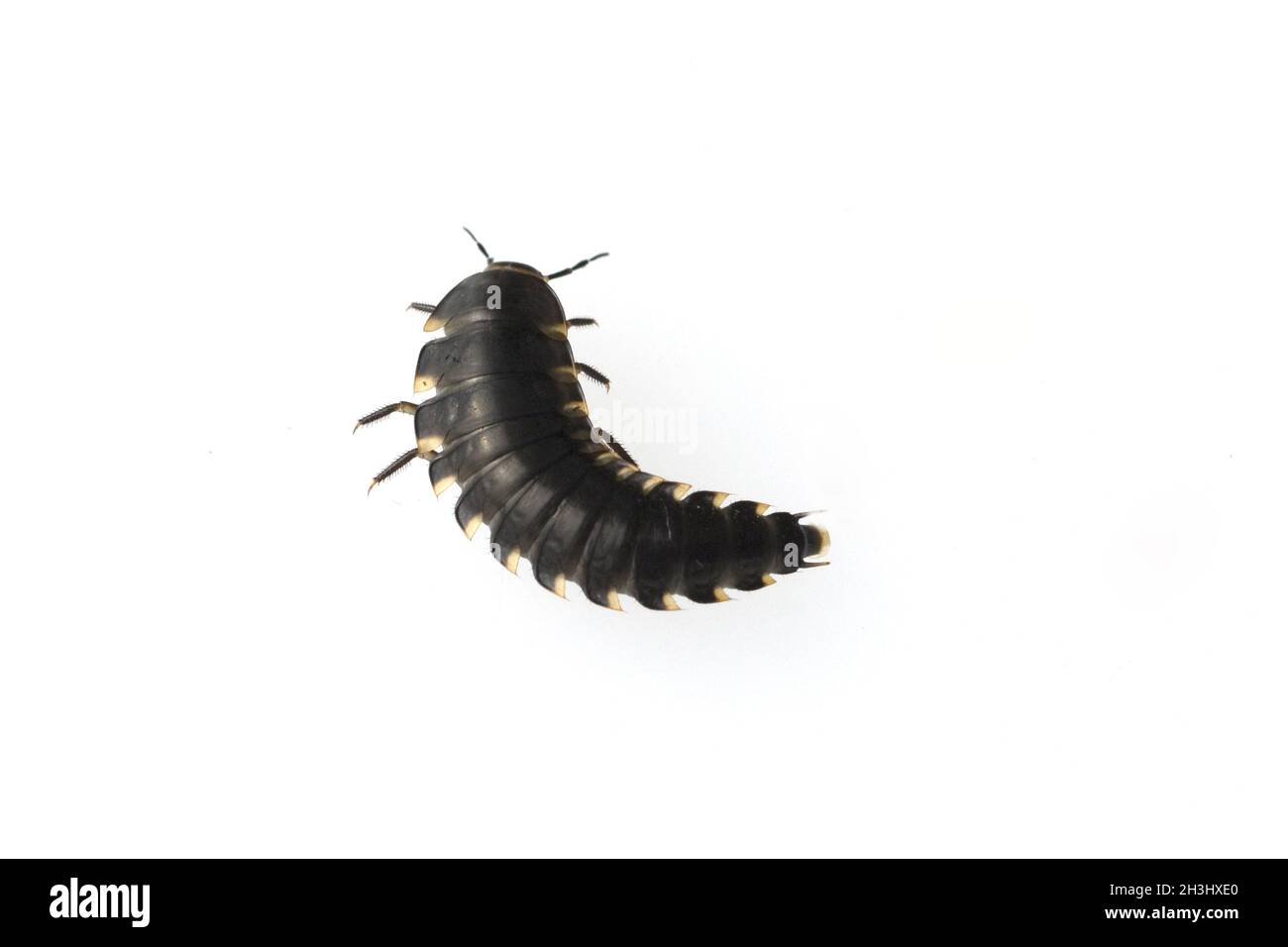 Laufkaeferlarve, Laufkaefer; larva, Carabidae; Foto Stock