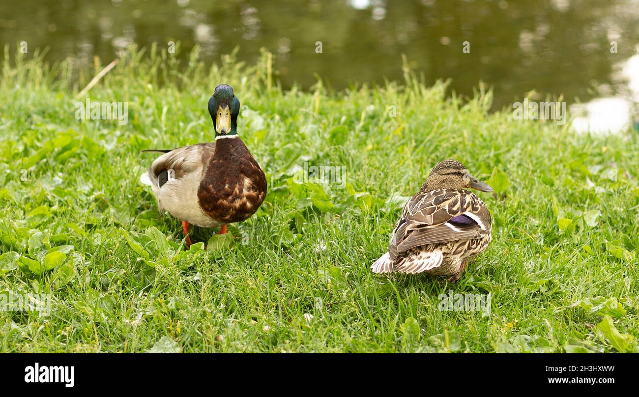 Un drake e una femmina d'anatra mallard che riposa sull'erba tagliata in una giornata estiva soleggiata. Foto Stock