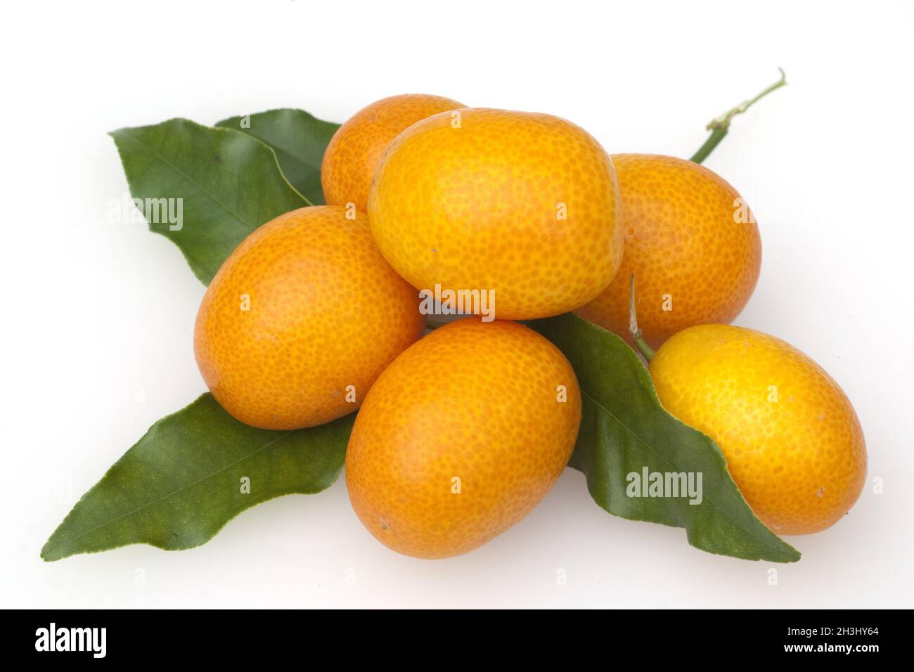 Kumquat; Fortunella; agrumi; Foto Stock