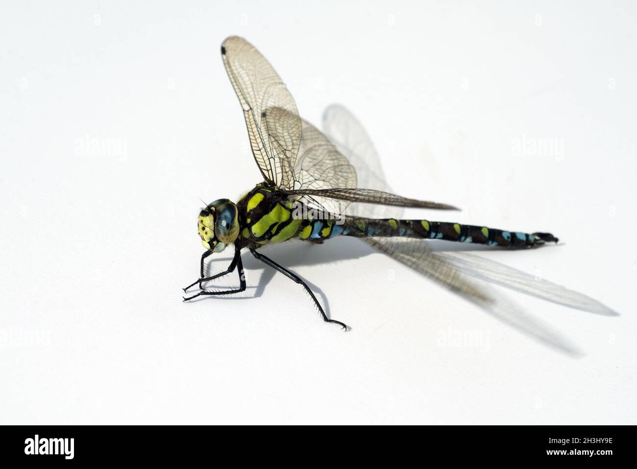 Occhi composti, dragonfly mosaico, Foto Stock