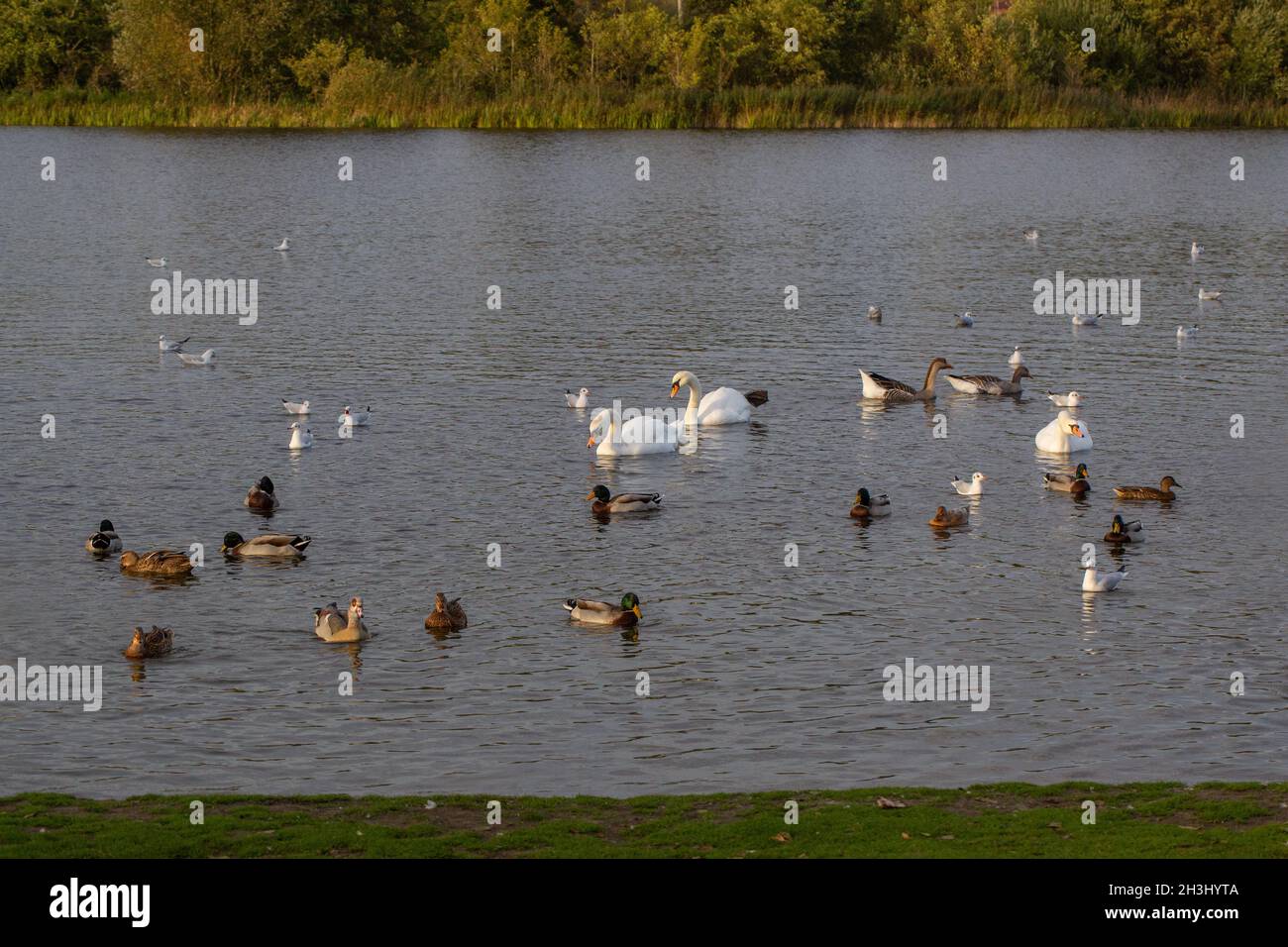 Uccelli acquatici o uccelli selvatici che nuotano sul Great Broad, Whitilingham Park, Norwich. Mallard, cigni mute, introdusse l'oca egiziana, gabbiani a testa nera Foto Stock