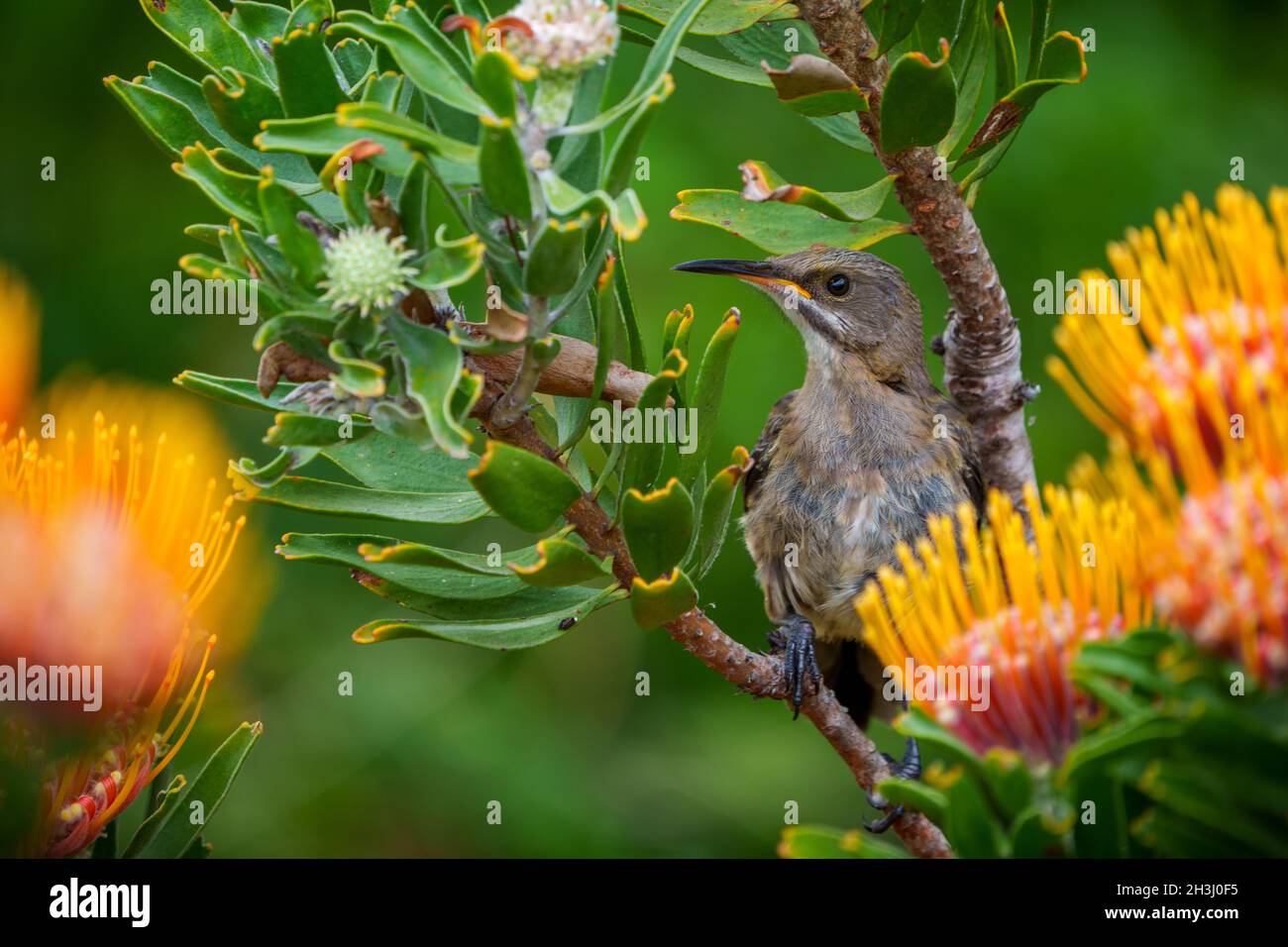 Capo Sugarbird (Promerops cafer) sul fiore di leucospermum. Cliff Path, Hermanus, Whale Coast, Overberg, Western Cape. Sudafrica Foto Stock