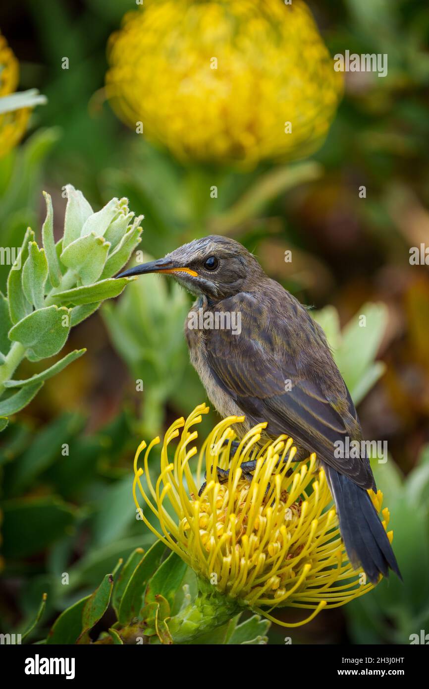 Capo Sugarbird (Promerops cafer) con polline sulla fronte sul fiore di leucospermum. Cliff Path, Hermanus, Whale Coast, Overberg, Western Cape. Sud Foto Stock