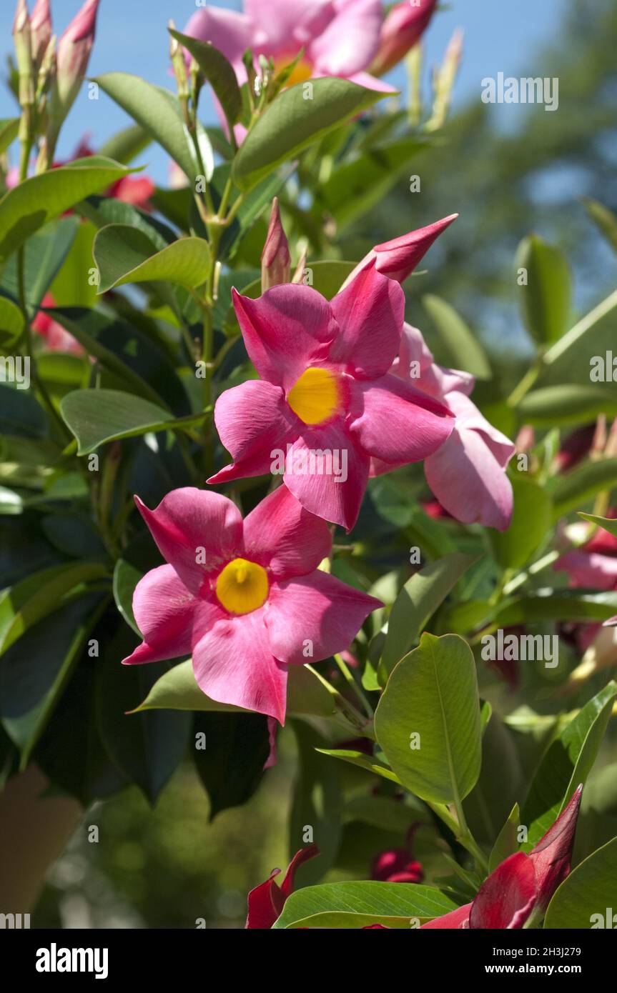Dipladenia, Rio Hot Pink, Mandevilla ibrido, Foto Stock