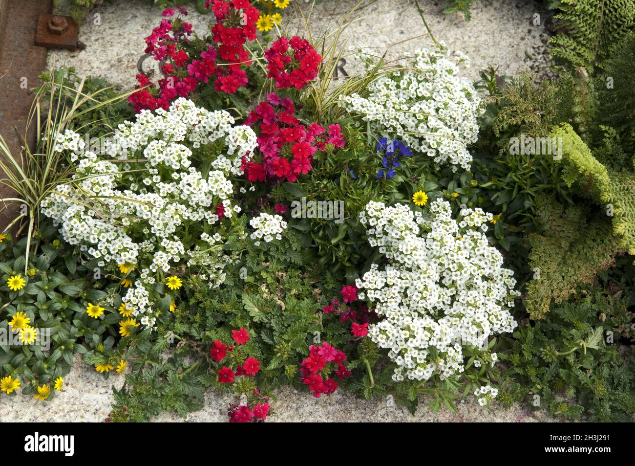 Grave piantando; fiori estivi, Foto Stock