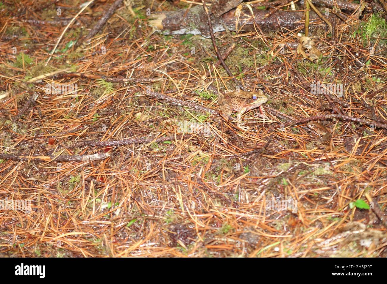 Olympic Peninsula Wild LIFE, Washington state Foto Stock