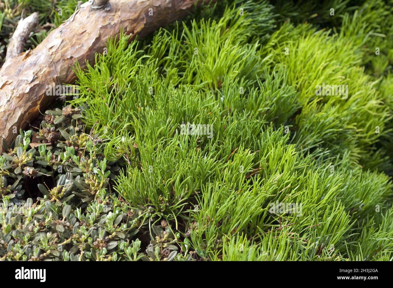 Pino nano, Pinus mugo, impianto grave; Foto Stock