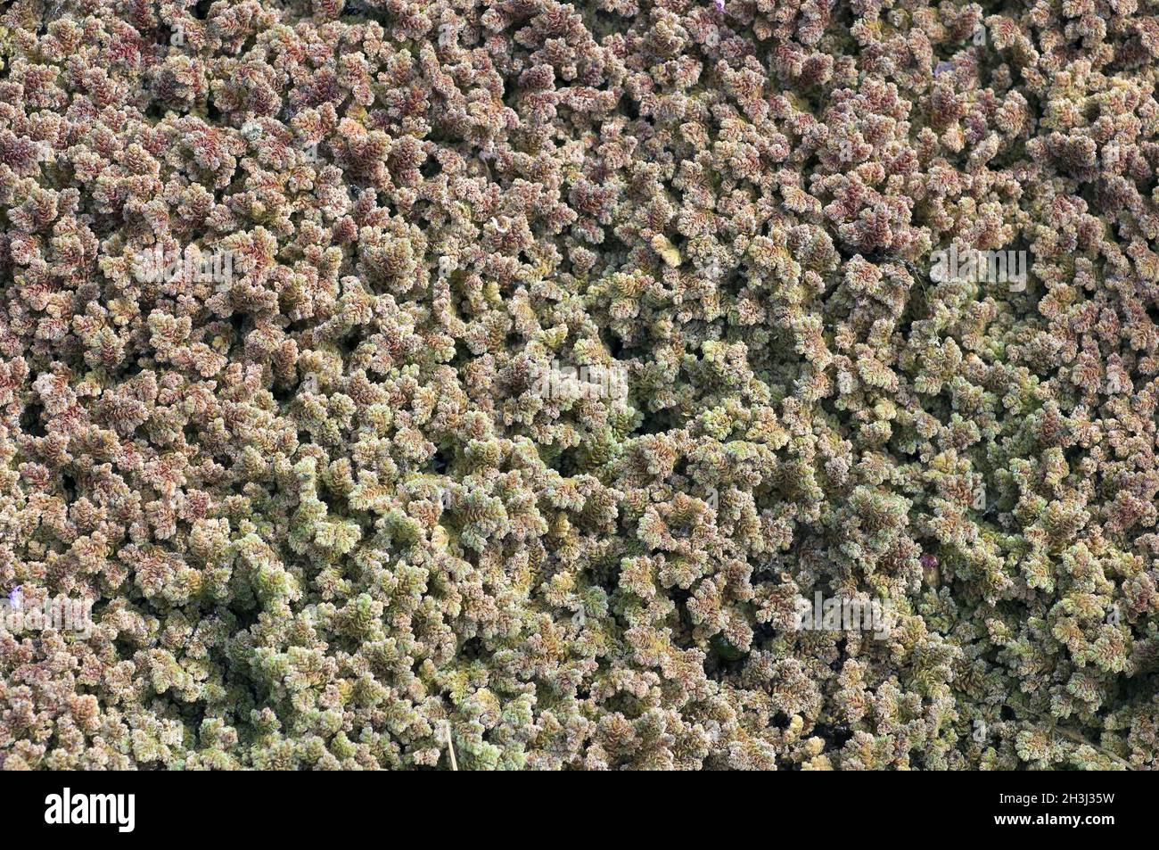 Felci di alghe, azolla, felci di alghe, Foto Stock