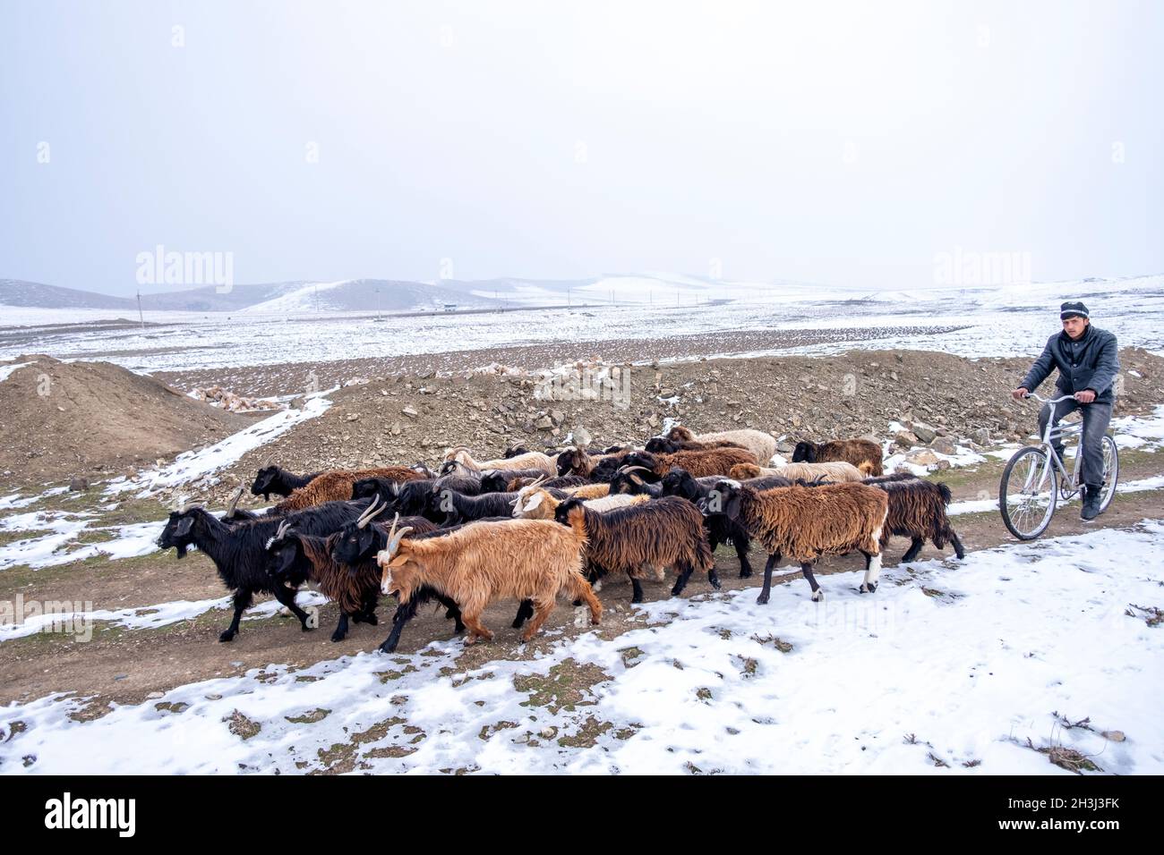Uno scerde utilizza una bicicletta per allevare il suo gregge di capre lungo una pista a Qoratosh, Uzbekistan Foto Stock