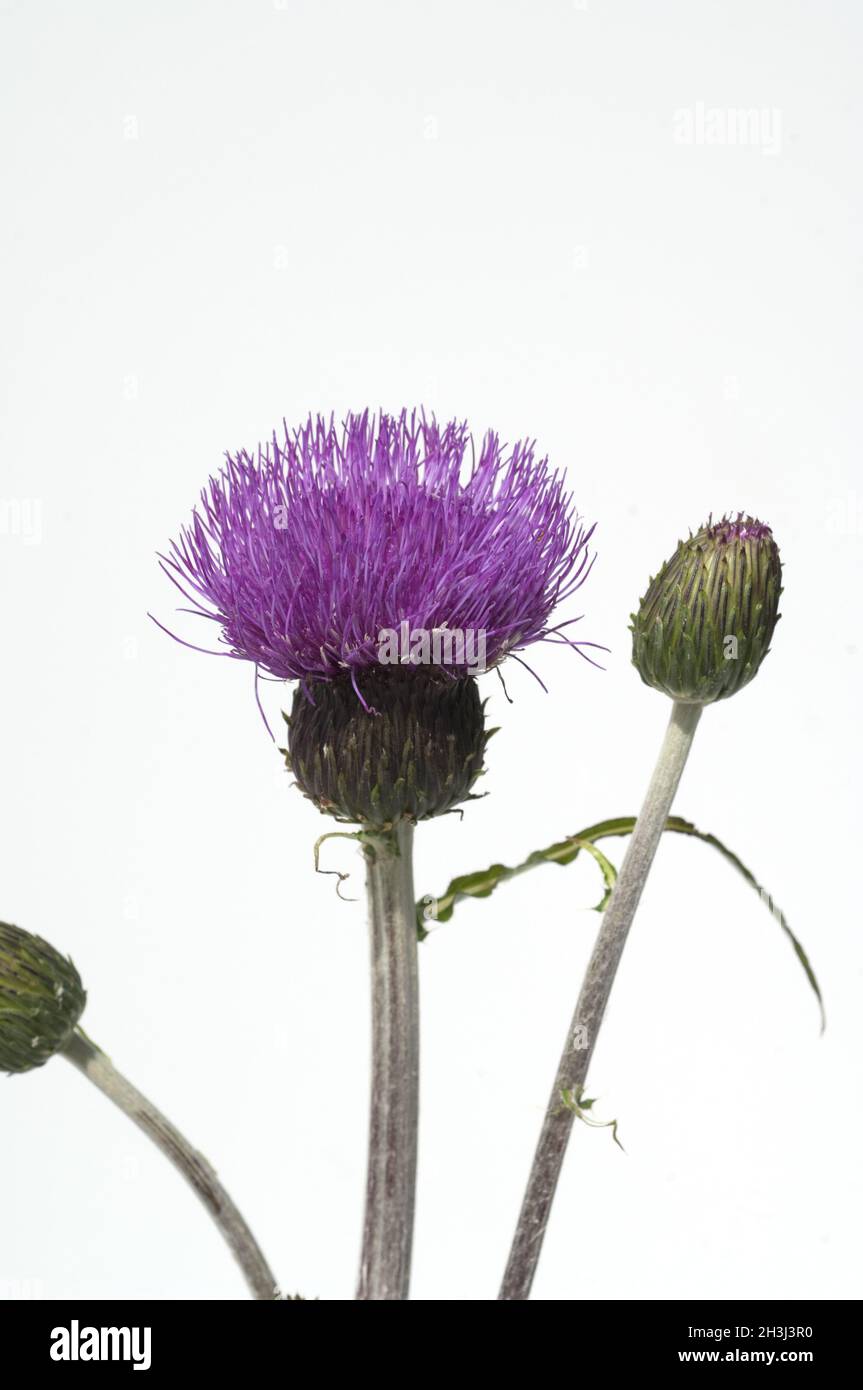 Cardo varie, elenioidi di Cirsium Foto Stock