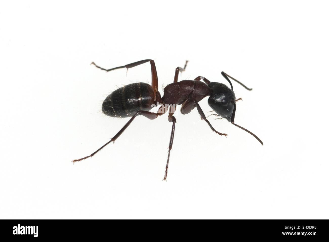 Formica di cavallo nero; Camponotus; herculeanus Foto Stock