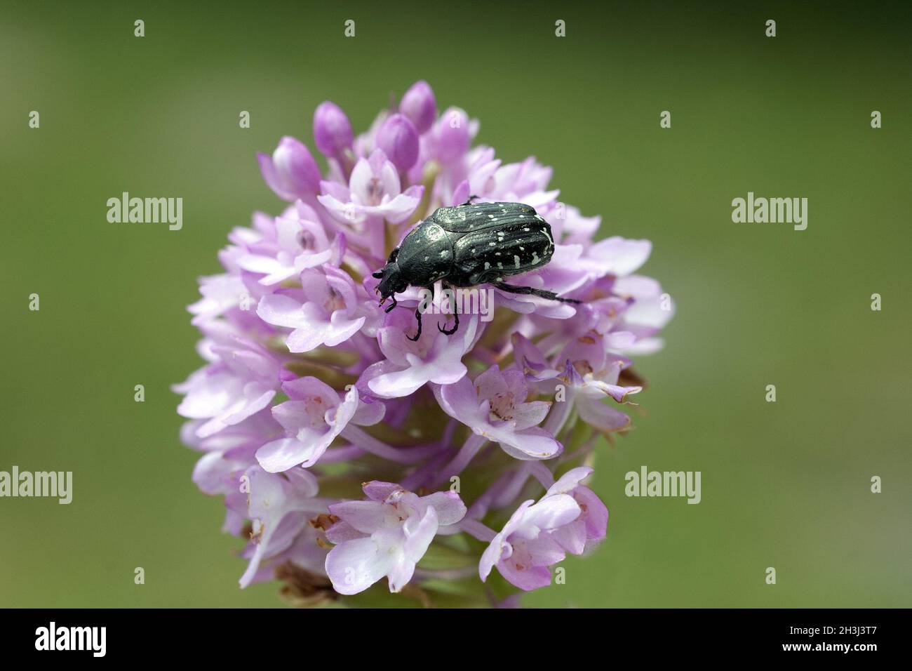 Shaggy, rosone, Tropinota hirta; Foto Stock