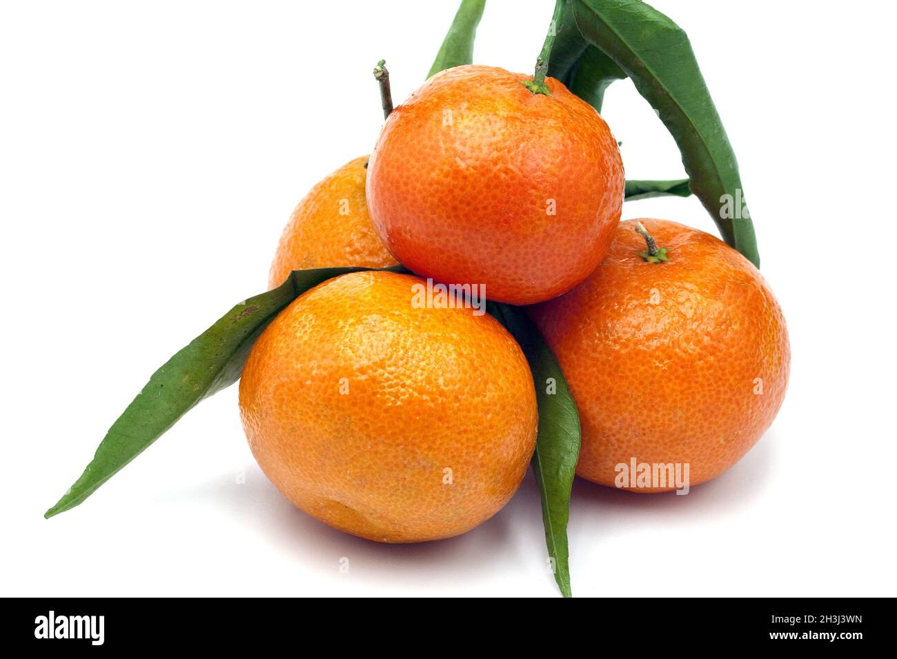 Clementina, Citrus Ã— aurantium Foto Stock