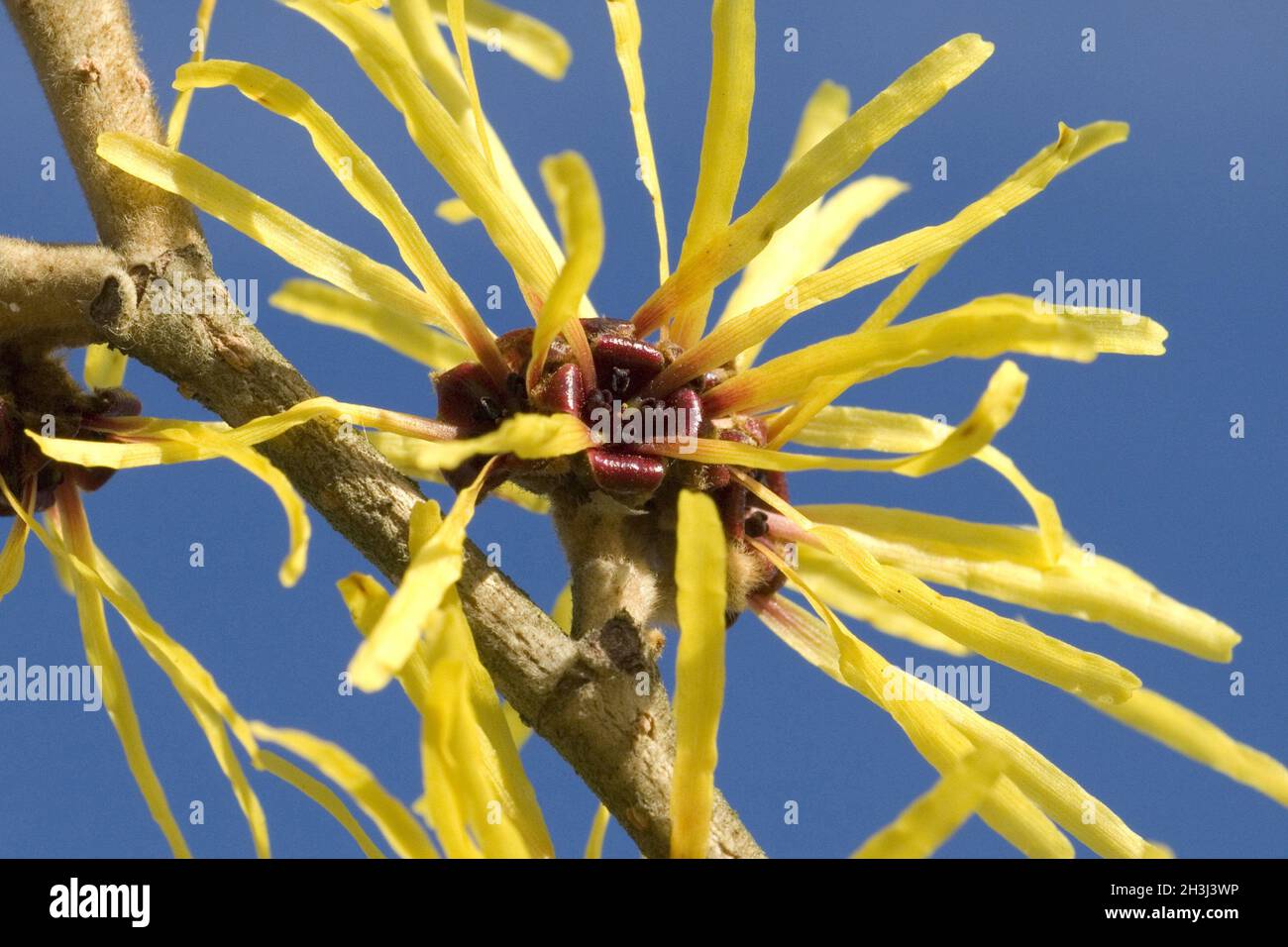 Amamelide Foto Stock
