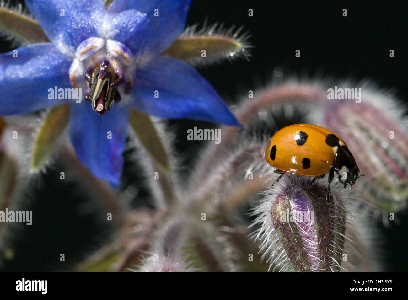 Marienkaefer, Coccinella, semptempunctata, Foto Stock