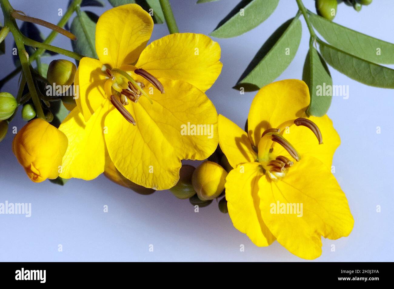 Chinesische Senna, Cassia senna, Foto Stock