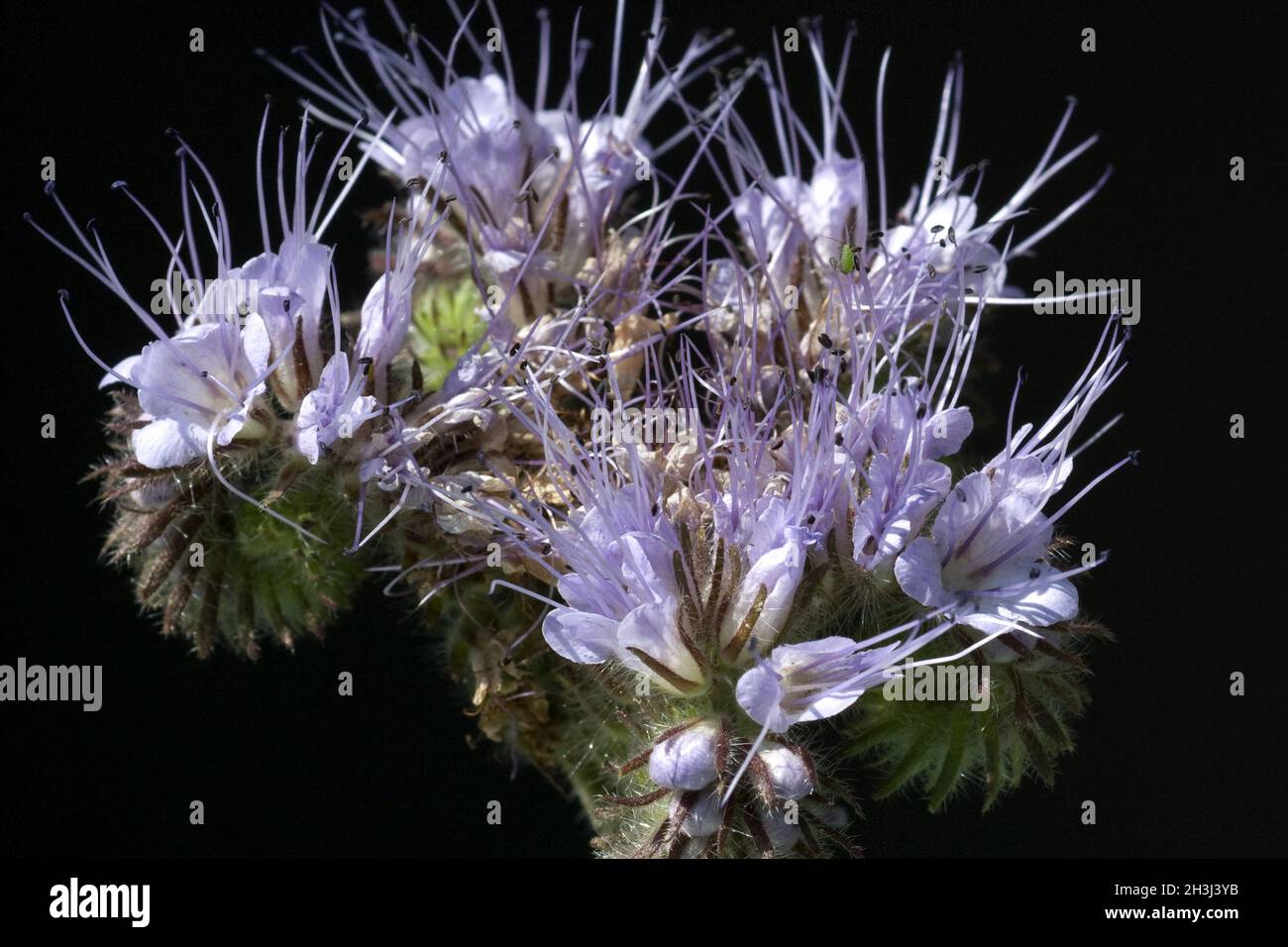 Phacelia tanacetifolia Foto Stock
