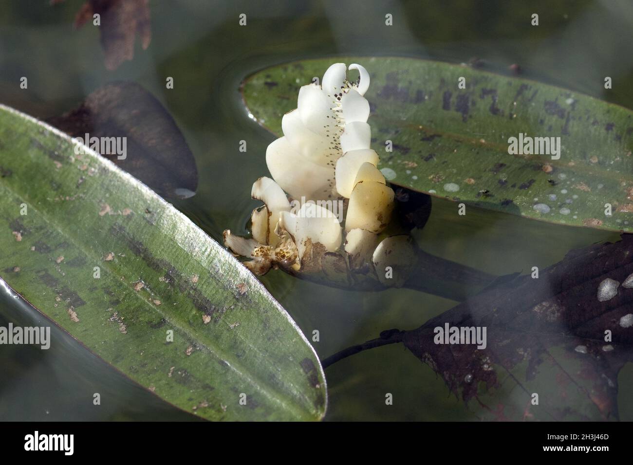 Erbaccia di acqua; due-fiancheggiato; aponogeton, Foto Stock