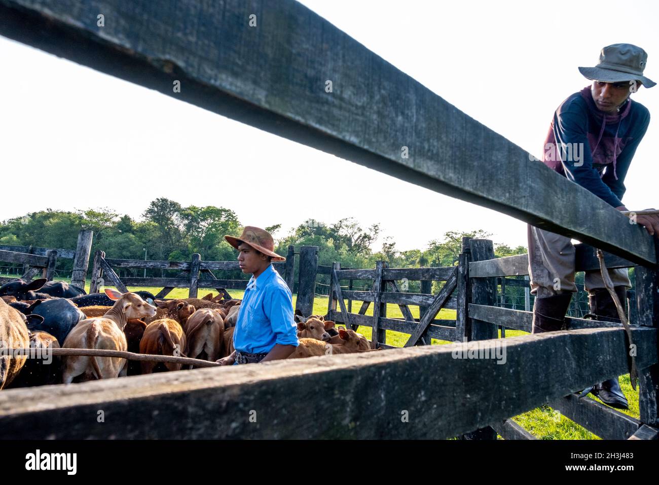 Gauchos che lavora con bestiame a Santiago, Paraguay Foto Stock