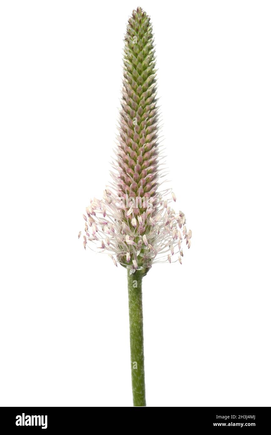 Medio, plantain, plantago, media, Foto Stock