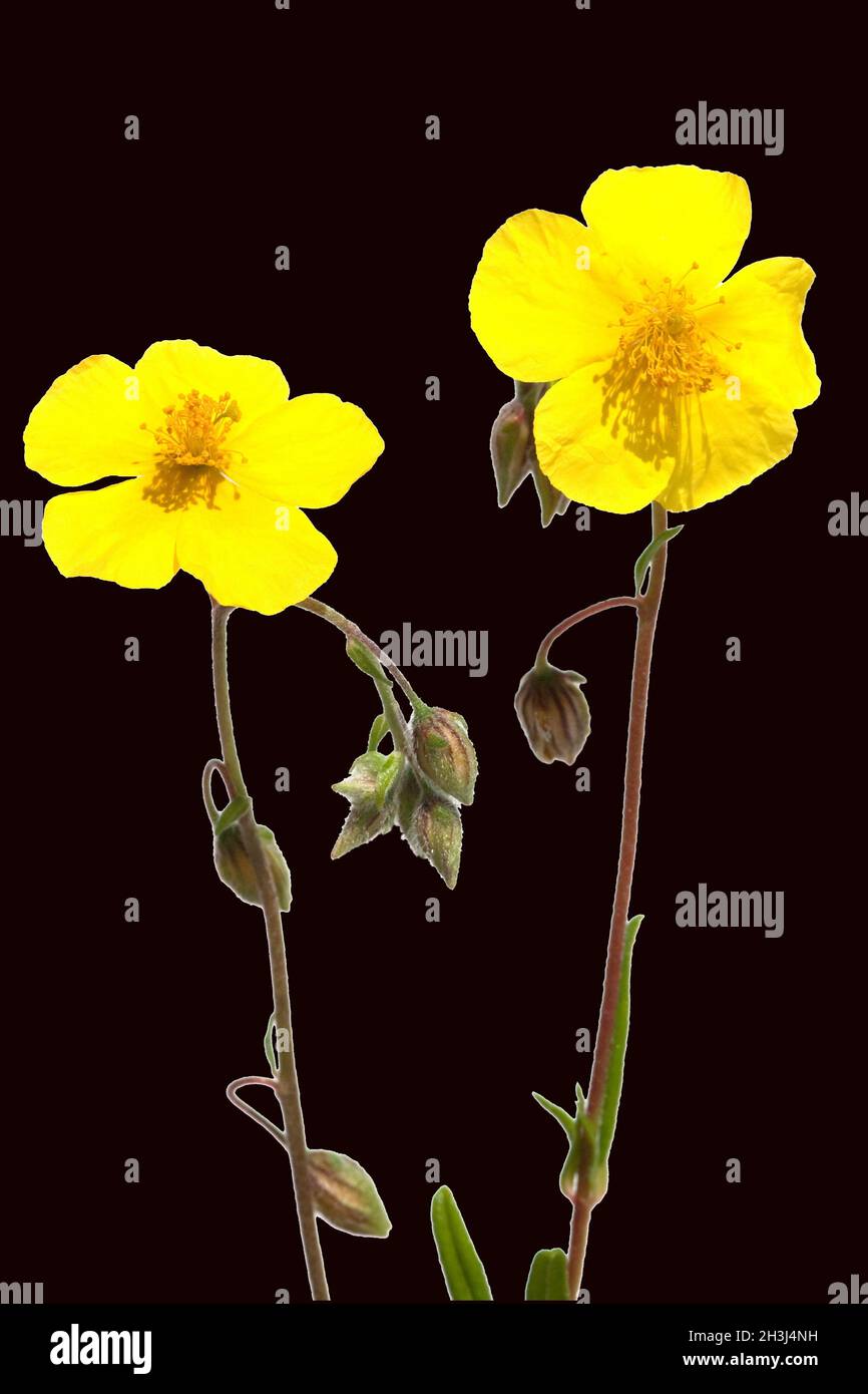 Girasole; eliantemo, nummularium; Foto Stock