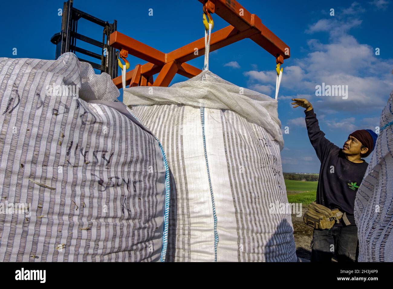 Un lavoratore della Thailandia che confezionava patate sul kibbutz Yad Mordechai nella regione di Hof Ashkelon, nel sud d'Israele Foto Stock