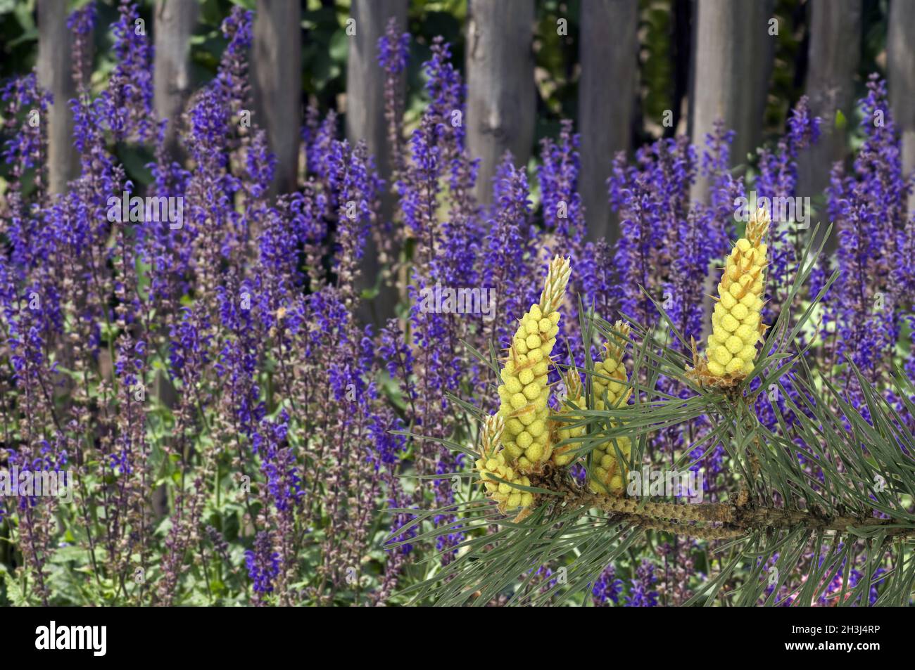 Salvia di steppa; Salvia nemorosa, Pino, Pinus Foto Stock