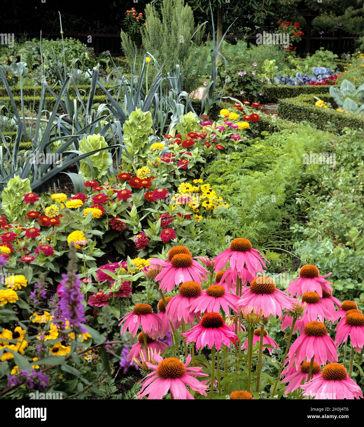 Cottage giardino; rosso, coneflower, giardino; Foto Stock