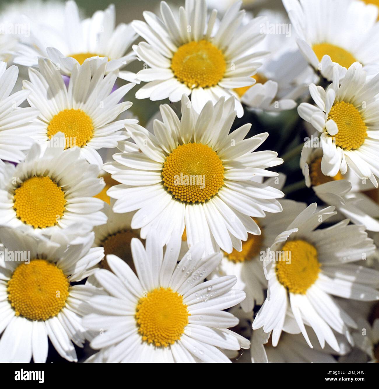 Marguerite, margherite pascolo, Foto Stock