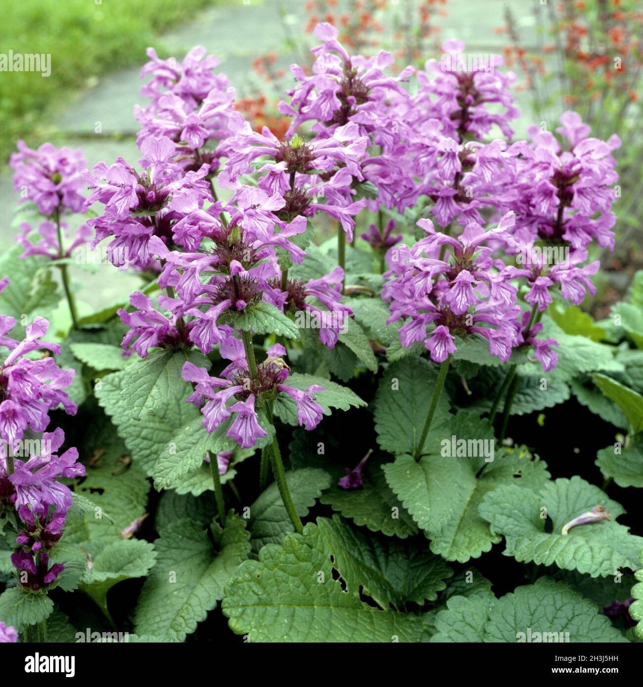 Ornamentali a foglie grandi; Stachys grandiflora; Foto Stock