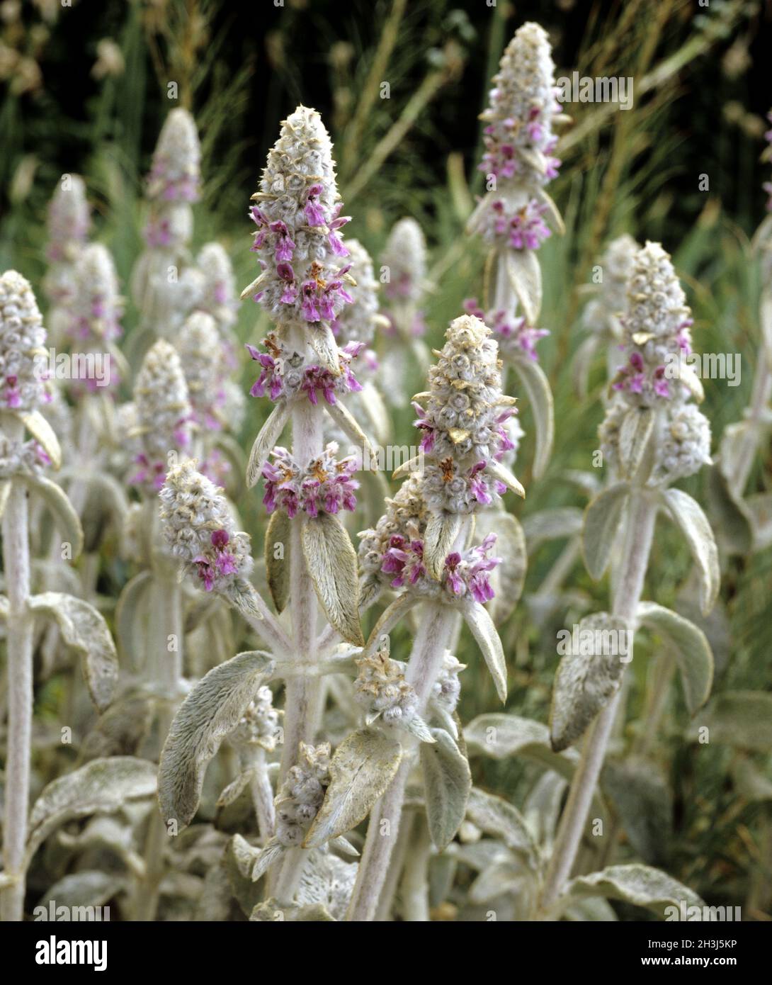 Superriduttore, Stachys byzantina Foto Stock