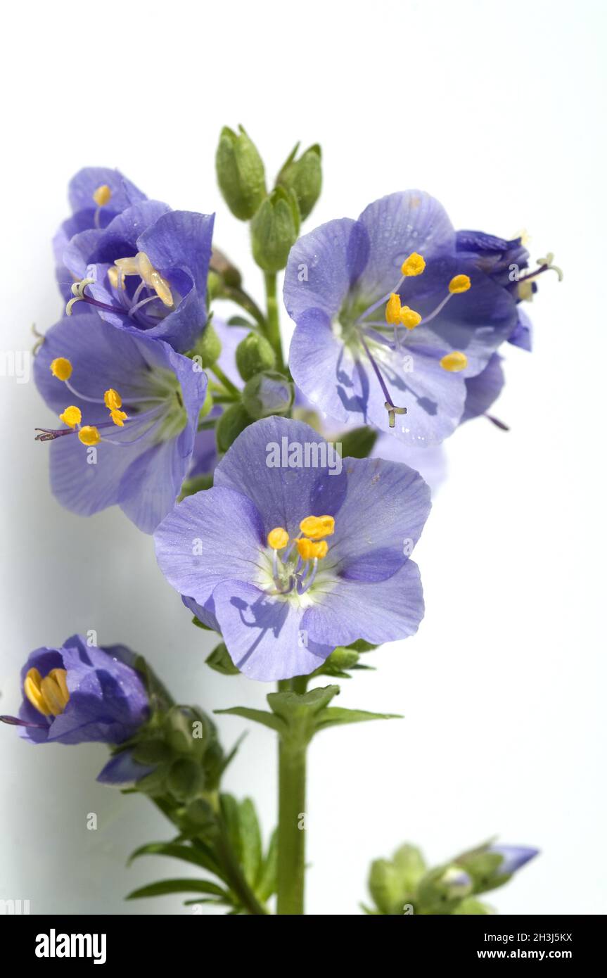 Cauteria, Polemonio, la scala di Giacobbe, la scala del Cielo Foto Stock