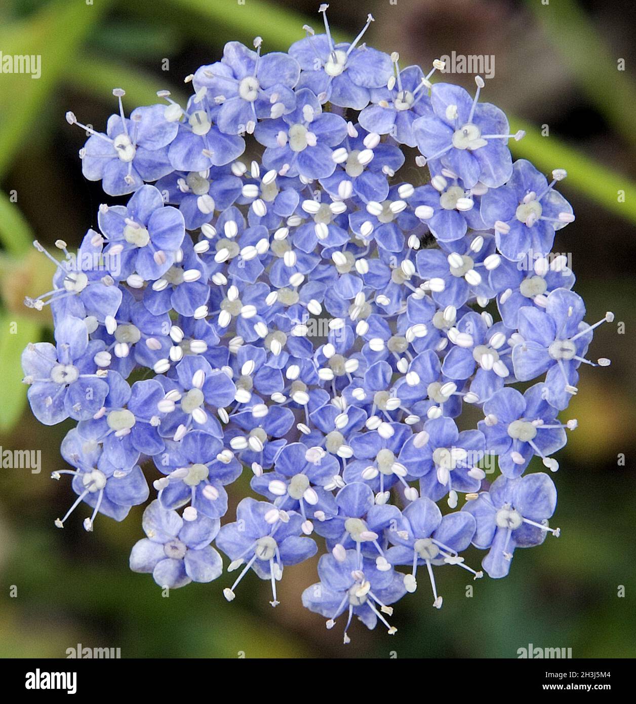 Blaudolde; Trachymene coerulea Foto Stock