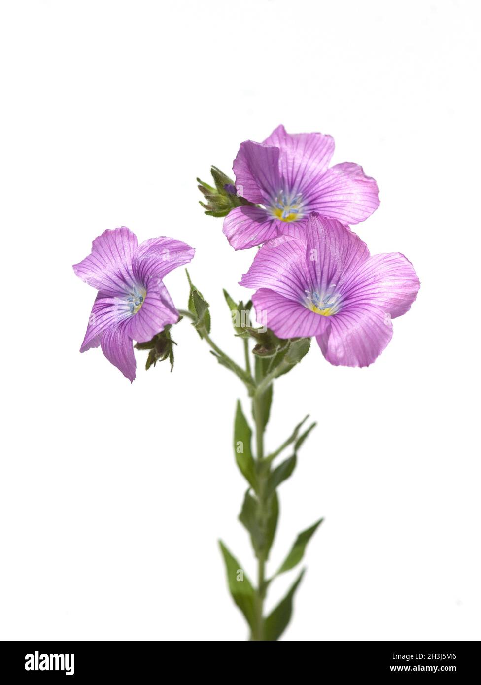 Lino appiccicoso, Linum viscosum Foto Stock