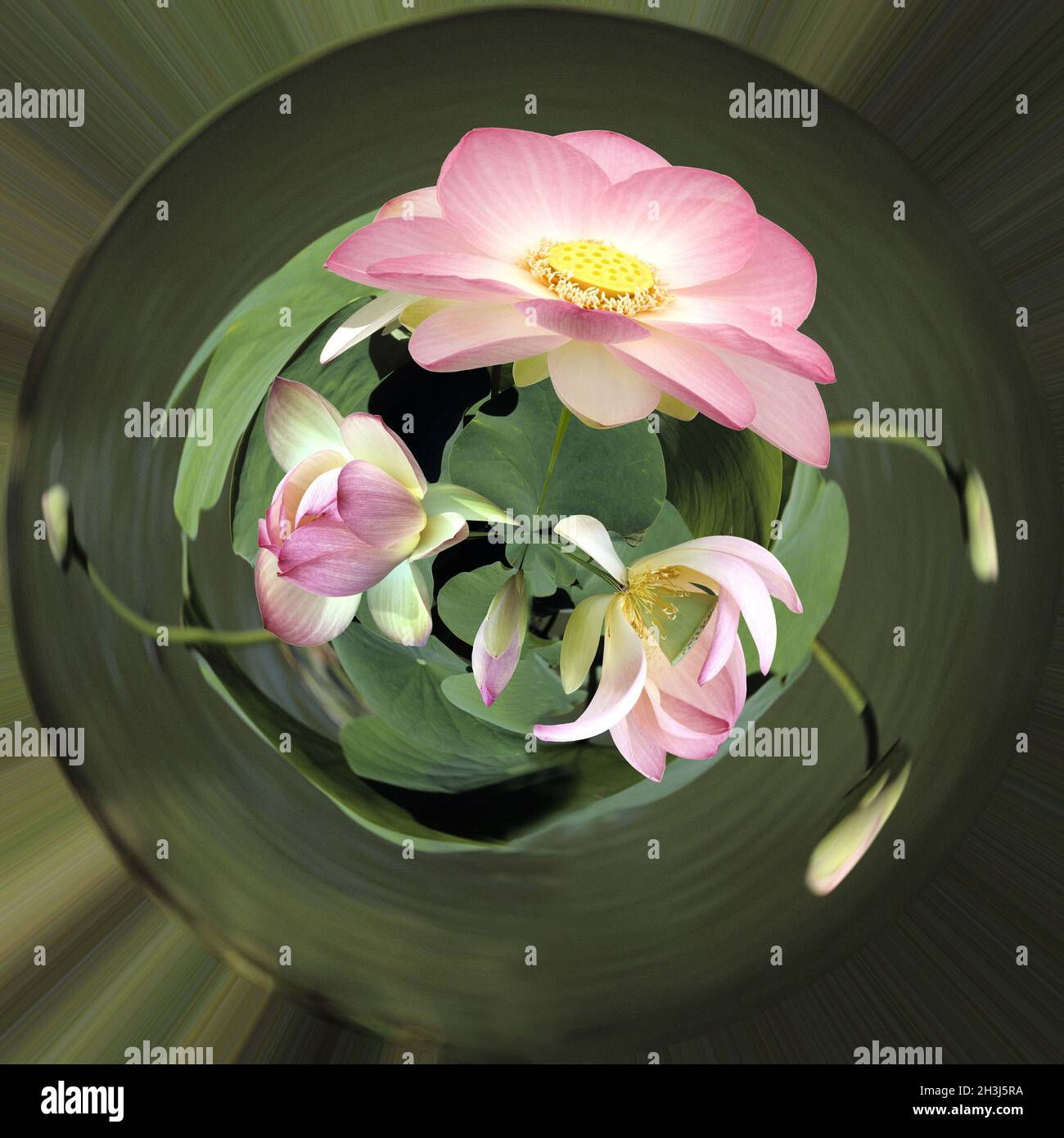 Fiori di loto; nucifera di loto; effetto fotografico; filtro di distorsione; Foto Stock