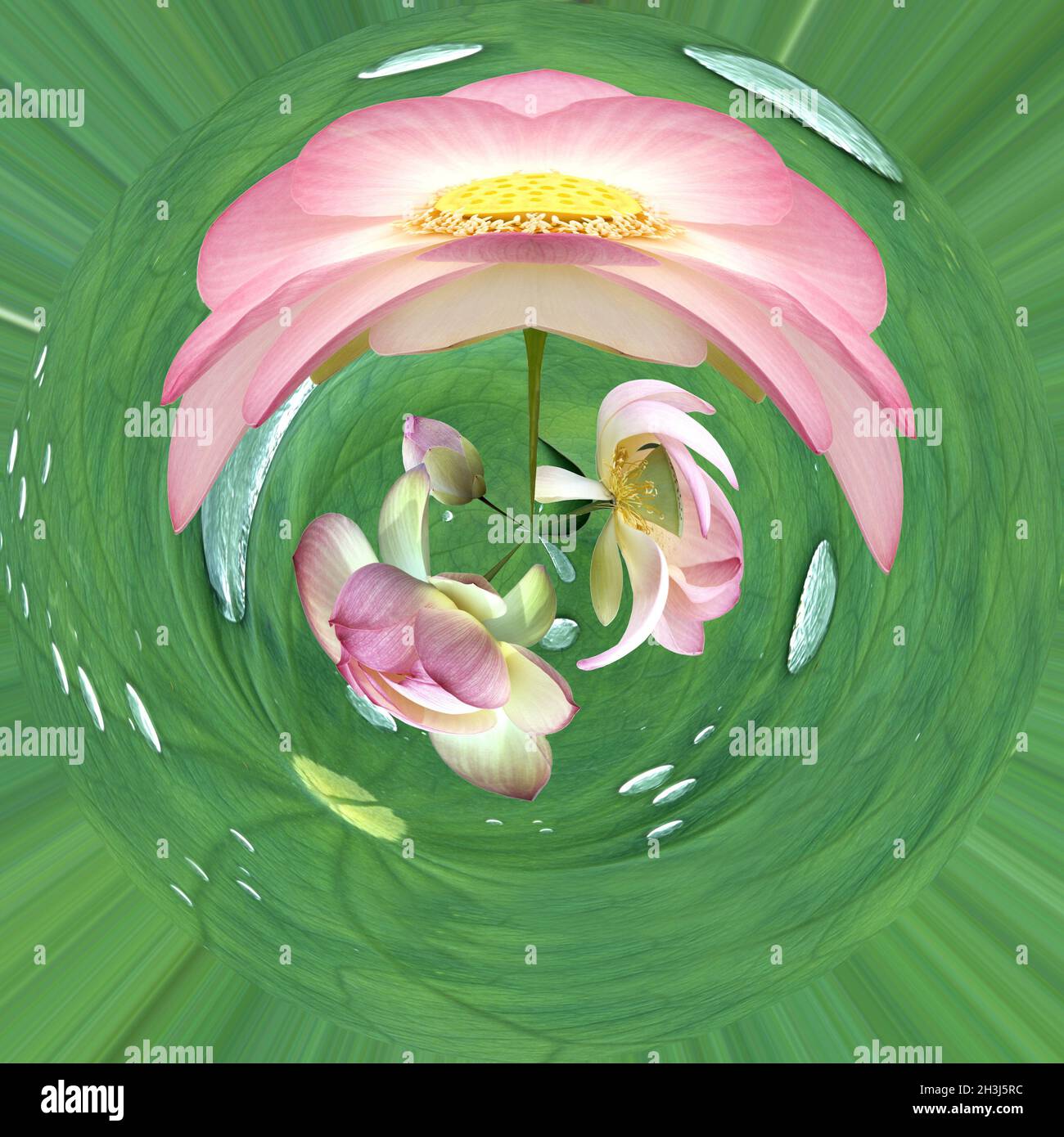 Fiori di loto; nucifera di loto; effetto fotografico; filtro di distorsione; Foto Stock