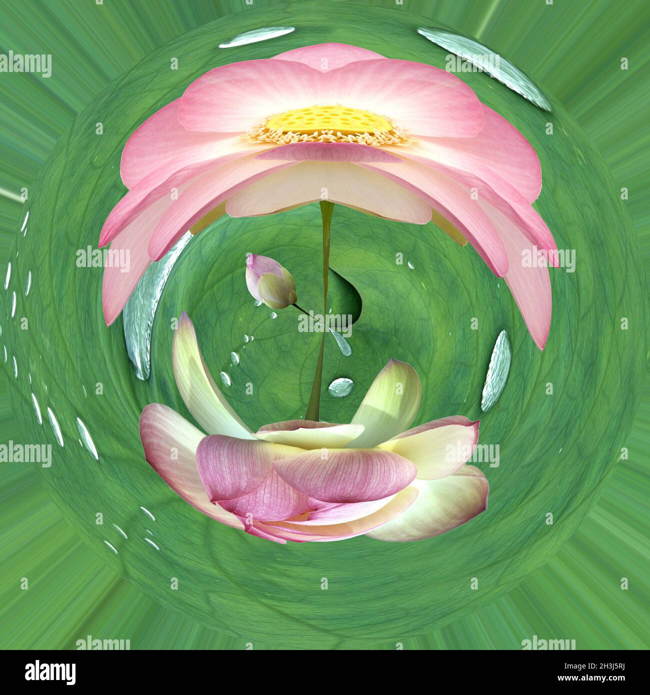 Fiori di loto; nucifera di loto; effetto fotografico; filtro di distorsione; Foto Stock