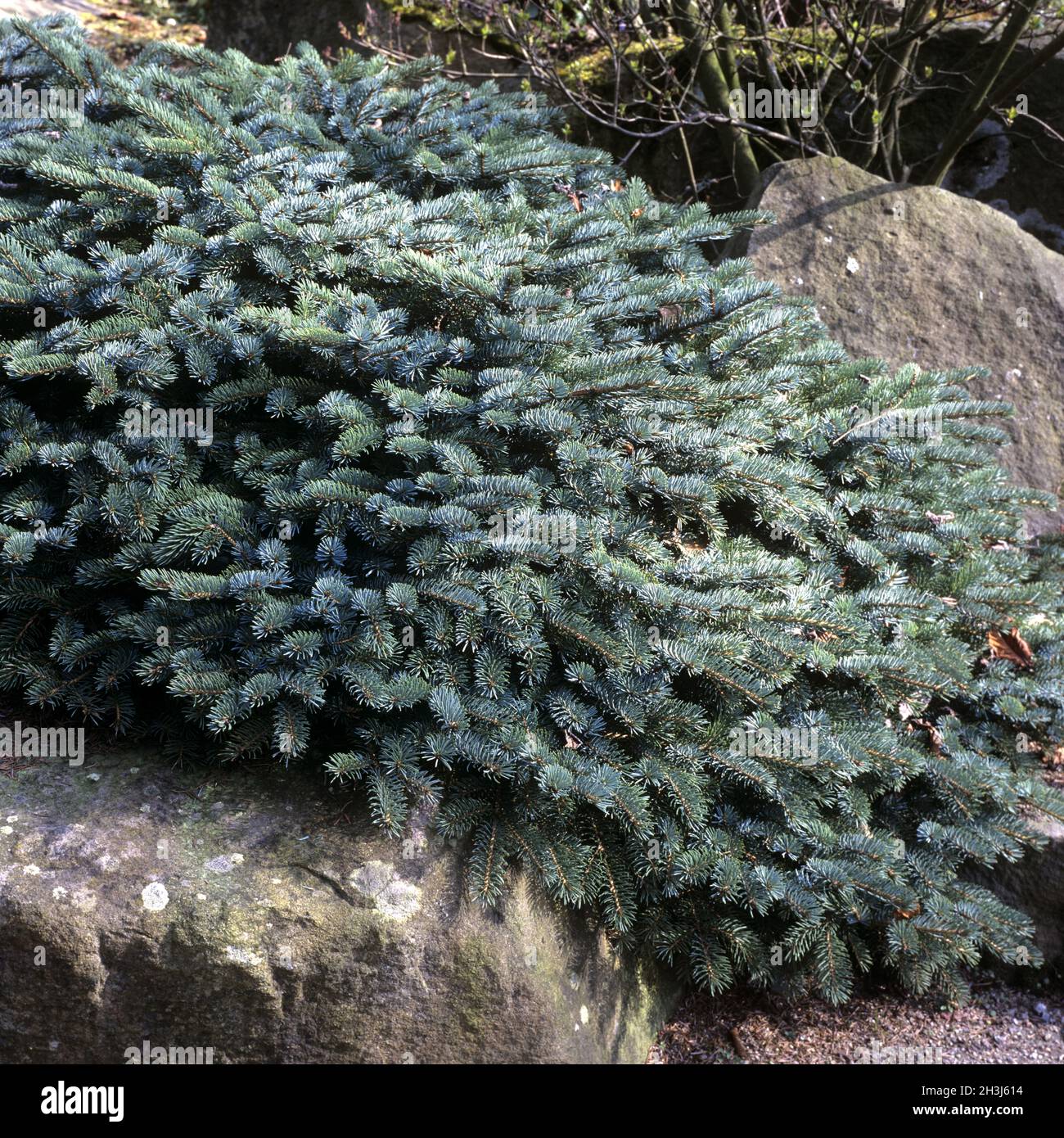 Abete serbo; Picea x mariorika, ibrido Foto Stock