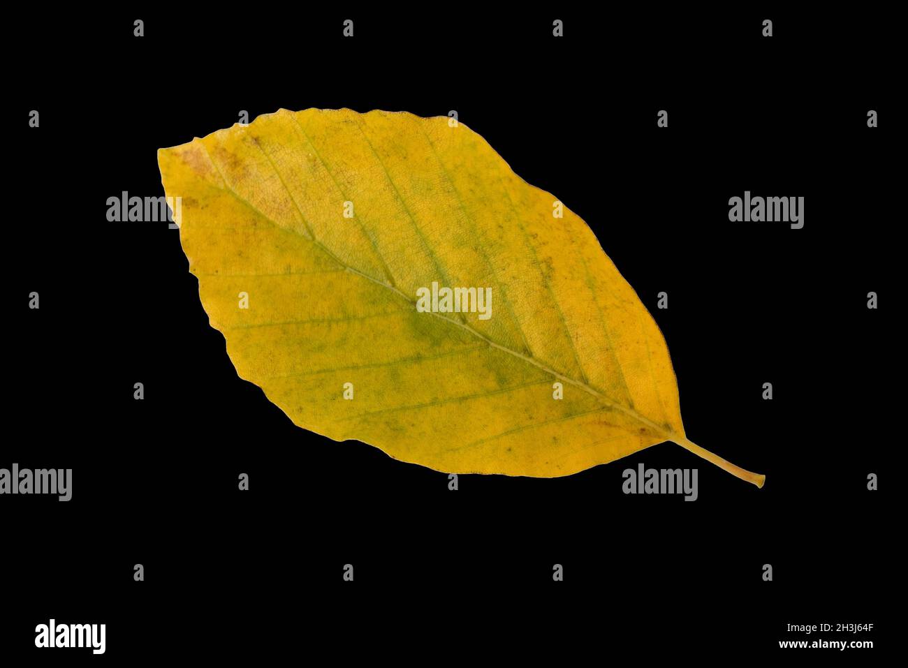 Foglie di faggio, Faerbung, Fagus, sylvatica, Herbstfaerbung, Foto Stock