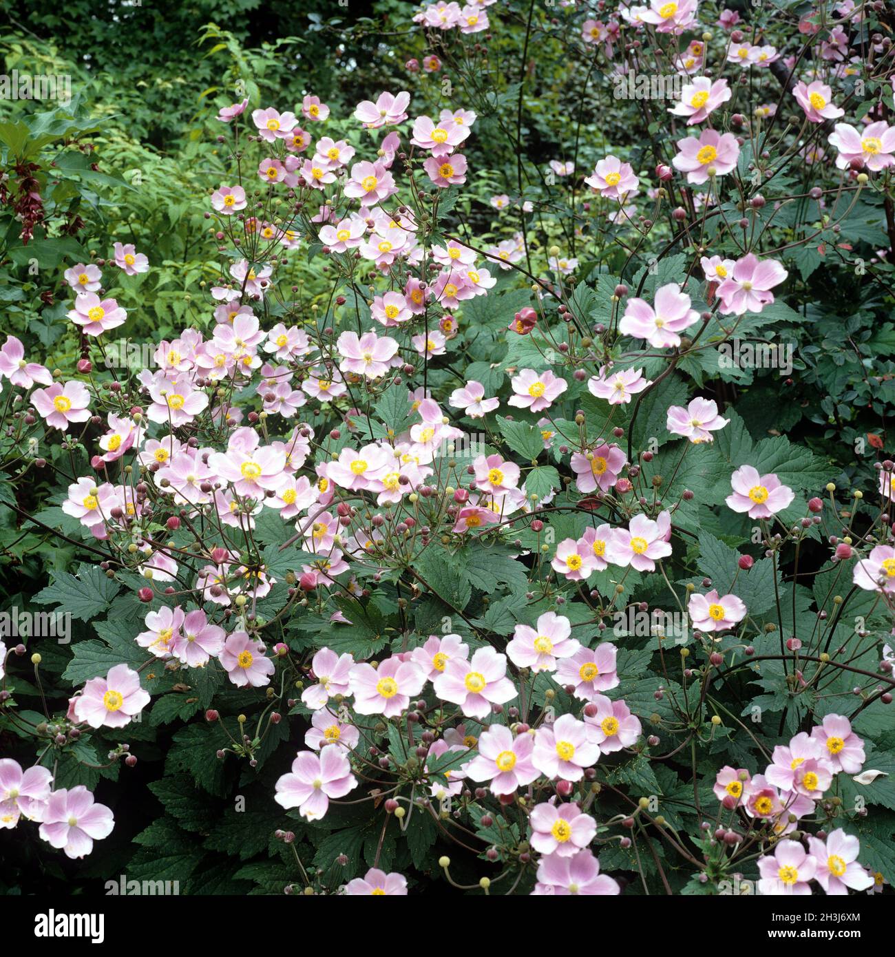 Herbstanemone, Anemone, tomentosa, Foto Stock