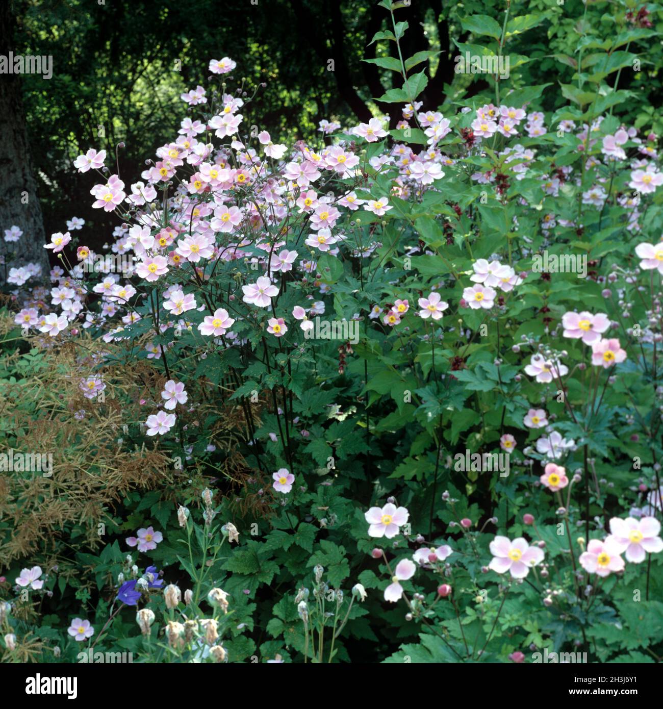 Herbstanemone, Anemone, tomentosa, Foto Stock