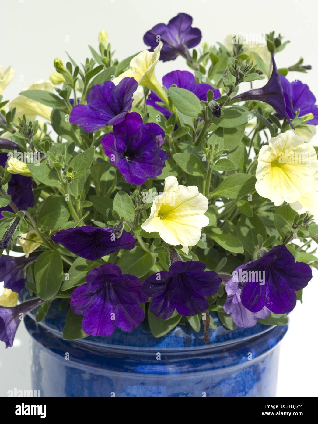 Pianta cubica, petunia; surfina; Foto Stock