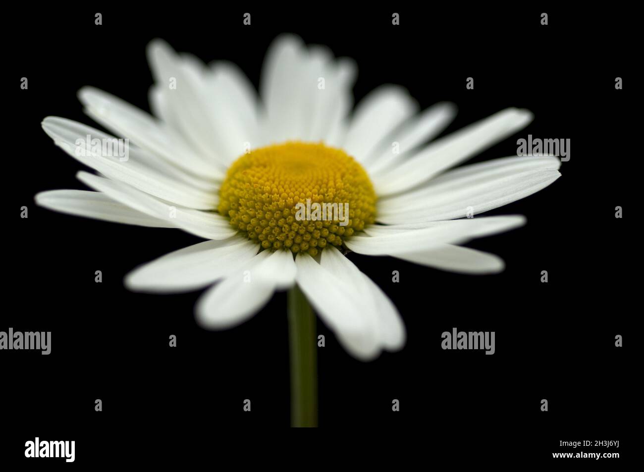 Marguerite, margherite pascolo, Foto Stock